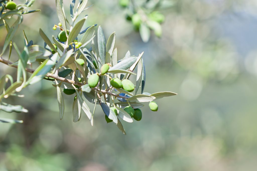 Imatge d'arxiu d'una olivera