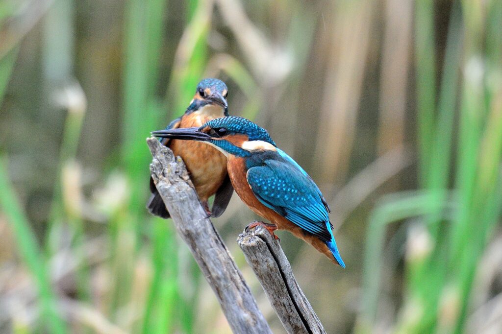 Trenta anys de natura protegida a la Reserva Natural de Sebes
